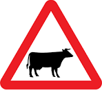 Cattle Crossing Ahead