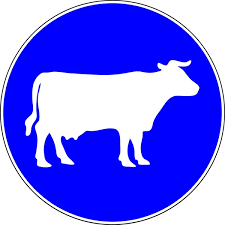 Compulsory Cattle Track