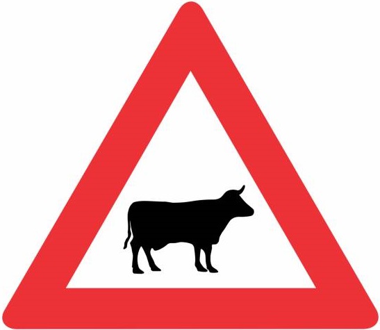 Cattle Crossing Ahead