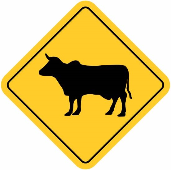 Cattle Crossing Ahead