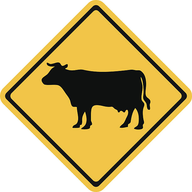 Cattle Crossing Ahead